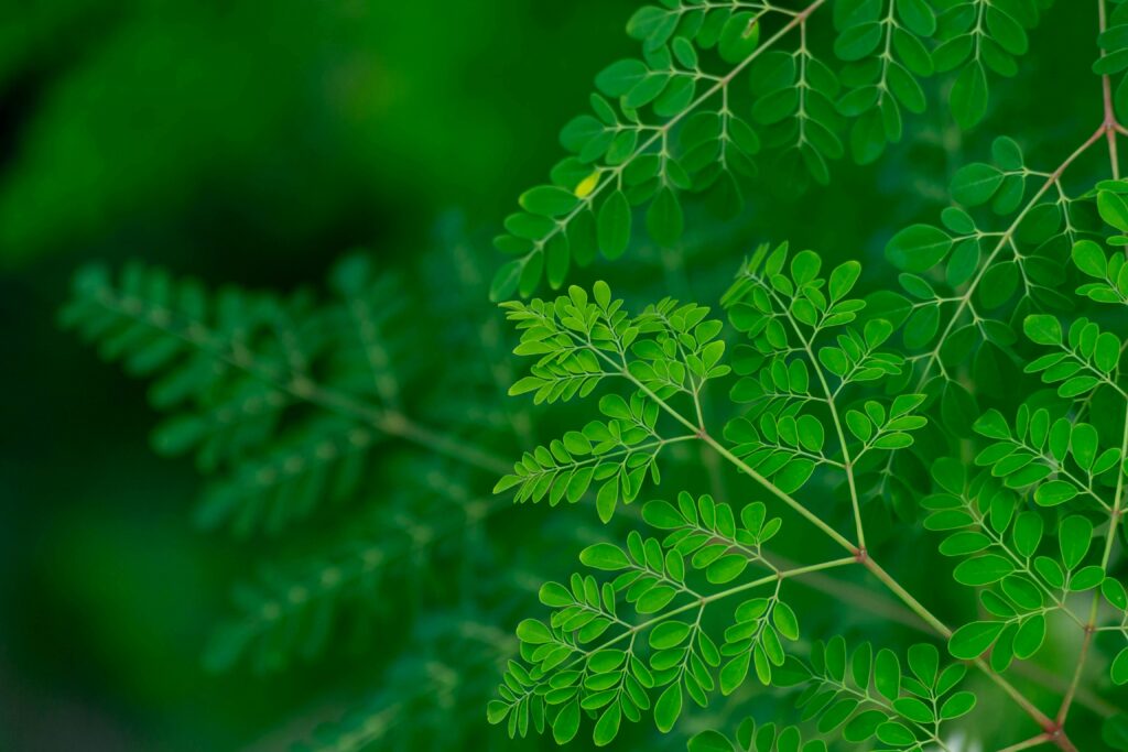 SuperFoods to Strengthen Immunity During This Monsoon Season