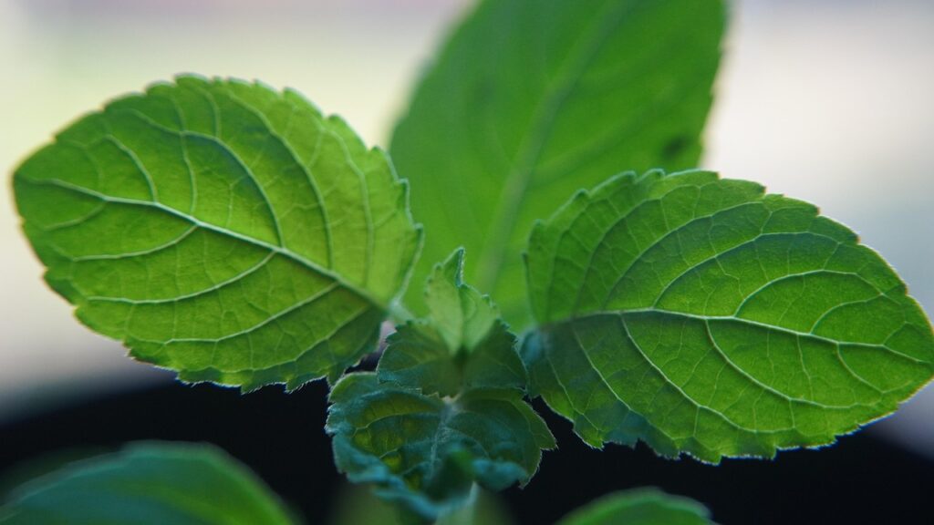 SuperFoods to Strengthen Immunity During This Monsoon Season